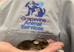 Grapevine Animal Services logo in background with hand holding infant rabbit