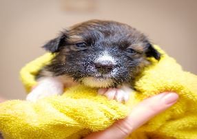 brown and white puppy in bright yellow towel