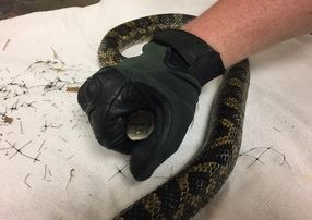 Rat snake in staff's hand
