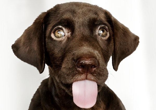 Chocolate lab puppy with tongue sticking out