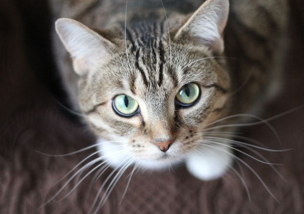 Striped cat looking up at camera