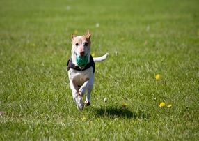 Small white dog with ball in mouth, running in green grass park