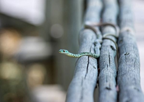 Small green snake on gray logs