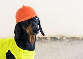 Tan and black Dachshund wearing yellow hard hat