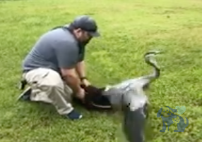 man releasing Blue Heron at lake