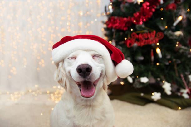 Lab looking dog smiling wearing a red and white Santa hat