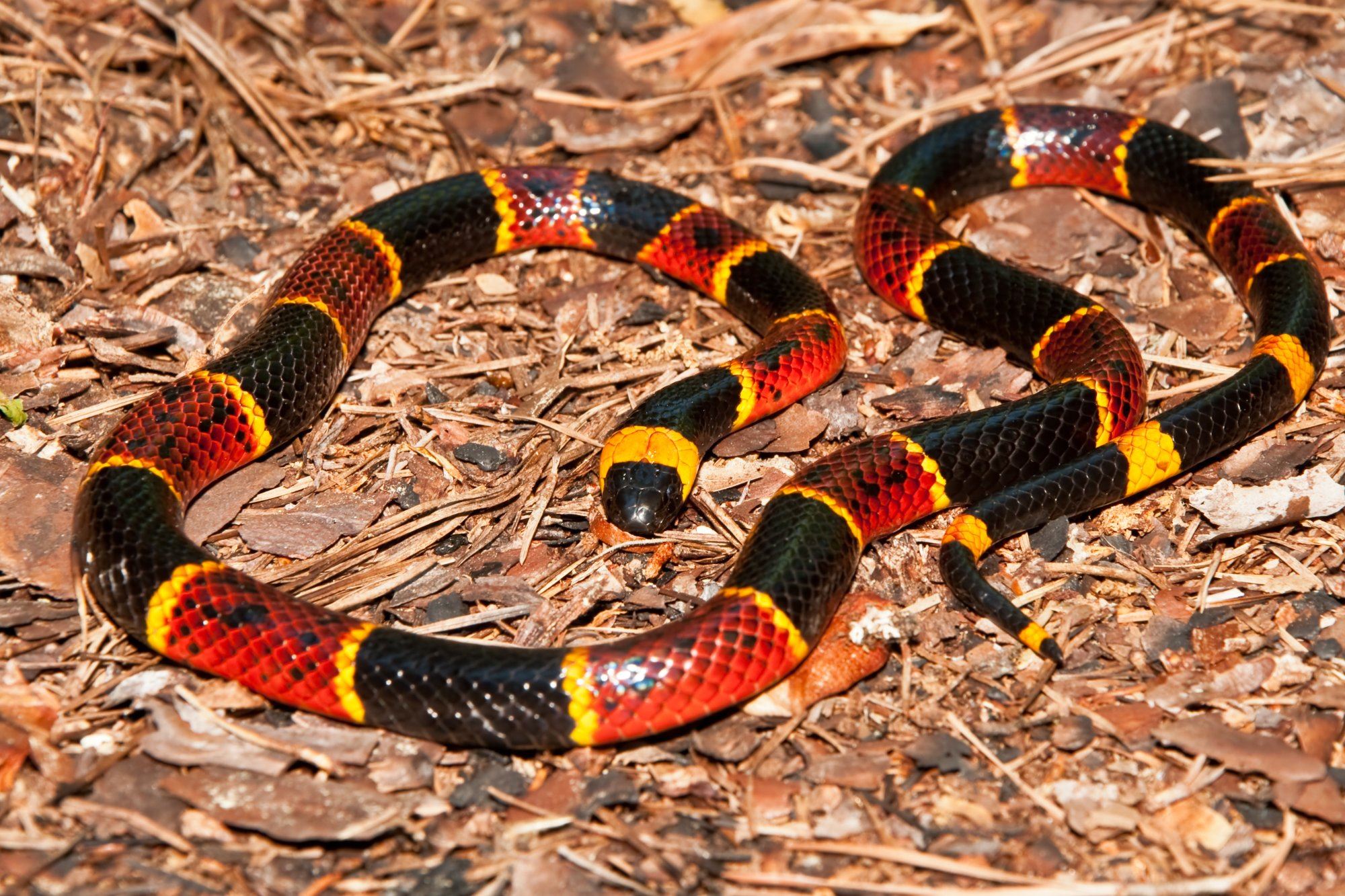 Coral snake on ground